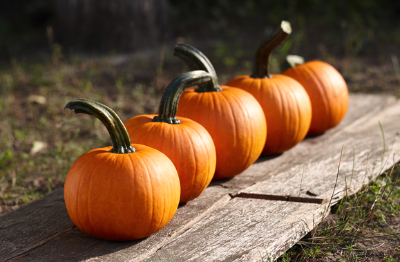 It’s Pumpkin Time! 3 Delicious and Healthy Recipes You’ll Love!